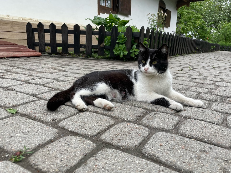 Museum cats